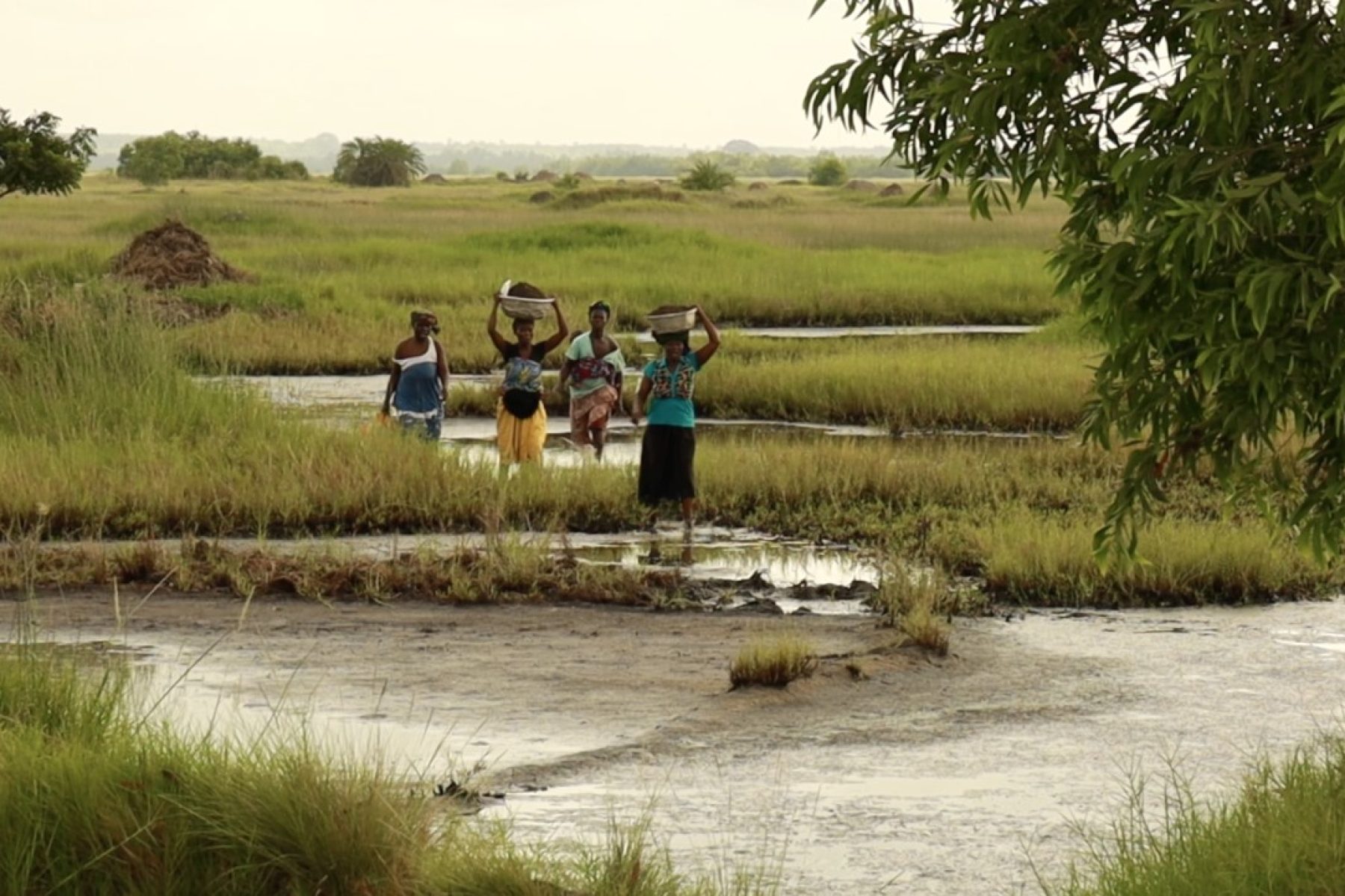 naiset kantavat koreja riisipellolla